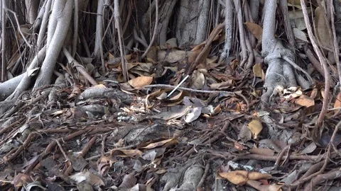Big tree roots look scary, Banyan tree Stock Footage 108589779