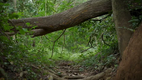Big Tree Roots near Waterfall in Tropical Rainforest. Slow Motion 4K Stock Footage 321756568