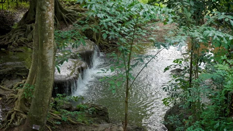 Big Tree Roots near Waterfall in Tropical Rainforest. Slow Motion 4K Stock Footage 321757737