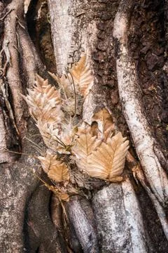 Big tree roots Foto stock
