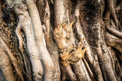 Big tree roots Stock Photos
