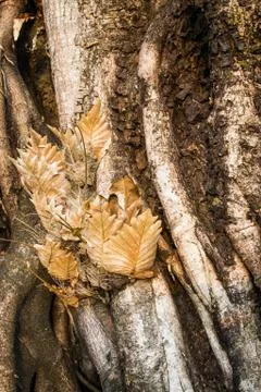 Big tree roots Stock-Fotos