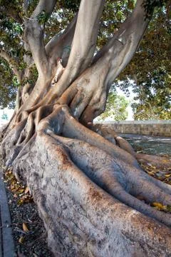 Big tree roots Stock Photos