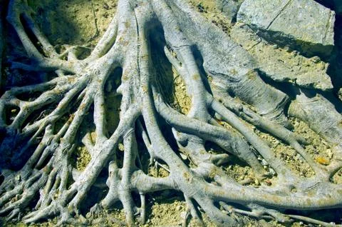 Big tree roots placed above the ground, summer Stock Photos
