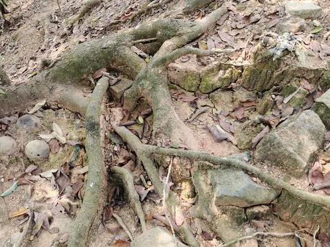 Big Tree Roots Spreading Over Dry Soil and Rocks Stock Photos