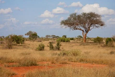 A big tree in the savannah between another plants Stock Photos