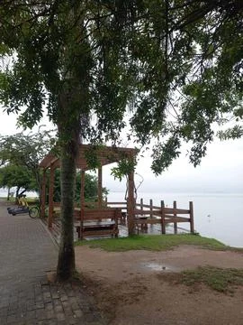 Big tree by the sea Stock Photos
