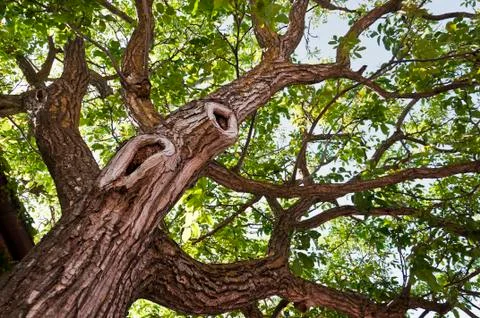 Big tree seen from bottom Stock Photos
