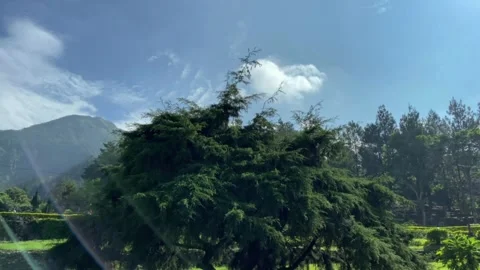 A big tree that is shady in the sun Stock Footage 276355321