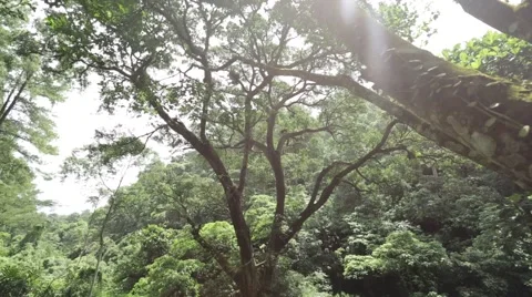 BIG TREE SHOT Video stock 45160764