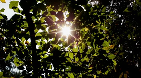 Big tree shot from the ground level with camera slider and parallax. Stock Footage 56077977