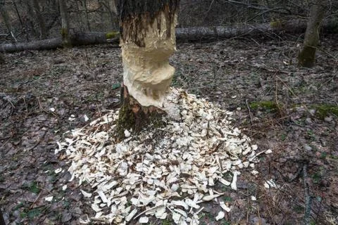 A big tree with signs of beaver activity. Stock Photos