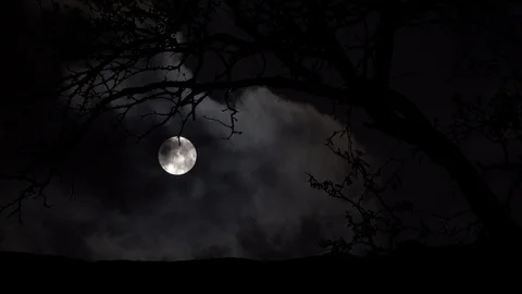 Big Tree Silhouette, Full Moon Timelapse Stock Footage 94148367
