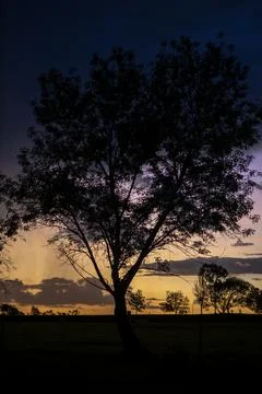 Big tree silhouette at sunset. Springtime scenery of Jalisco, Mexico Stock Photos