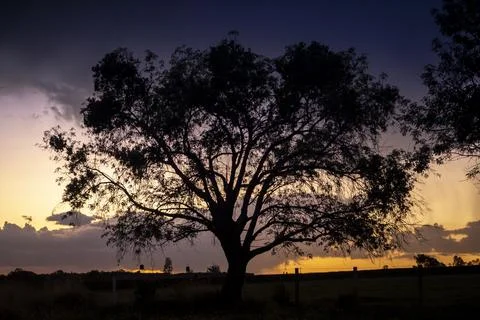 Big tree silhouette at sunset. Springtime scenery of Jalisco, Mexico Stock Photos