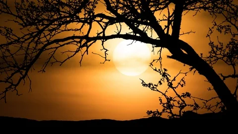 Big Tree Silhouette, Sunset Timelapse Stock Footage 102350760