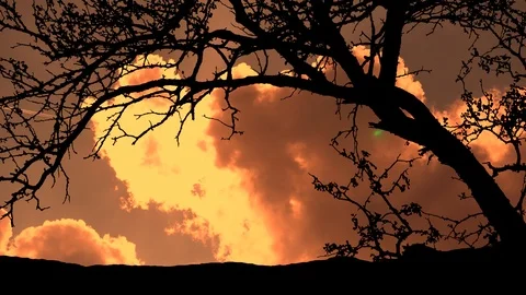 Big Tree Silhouette, Sunset Timelapse Stock Footage 106613130