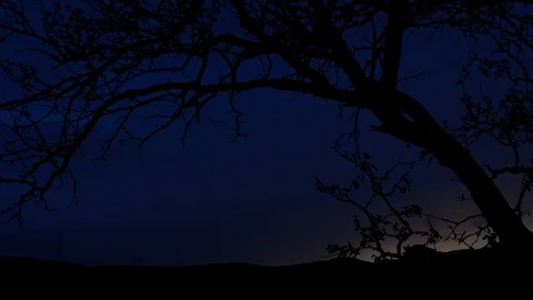 Big Tree Silhouette, Thunderstorm Timelapse Stock Footage 94147511
