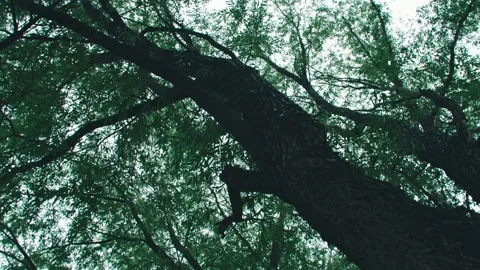 A big tree with simple vicissitudes Stock Footage 233783908