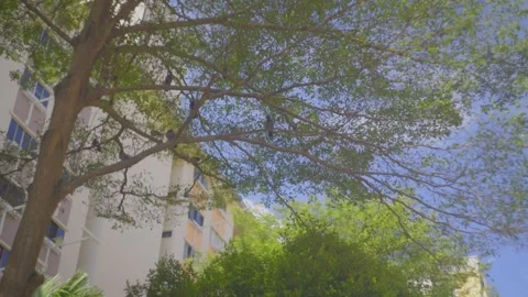 Big tree in Singapore HDB Stock Footage 201319655