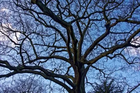 Big tree on sky background Stock-Fotos