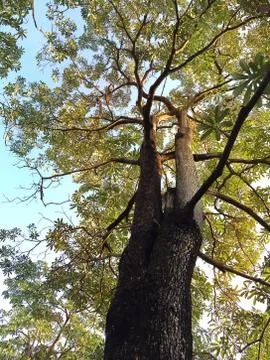 Big Tree up in the Sky Stock Photos