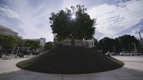 Big Tree on a small hill Stock Footage 58149387