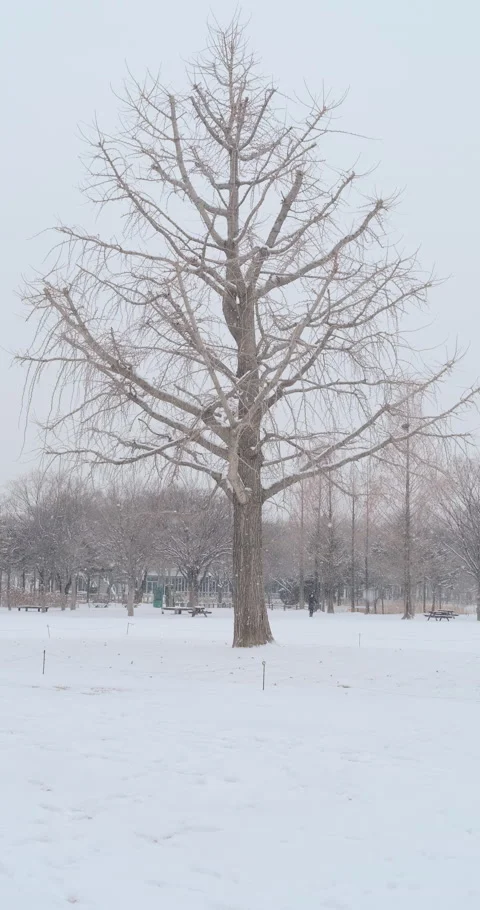 Big tree on snowy day Stock Footage 231491872