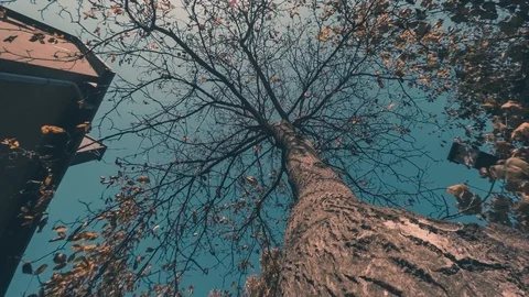 Big tree some house and aqua sky time lapse Stock Footage 101136882