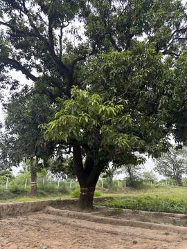Big tree with sprawling branches in a green field Stock Photos