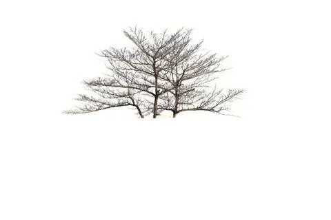 Big tree in spring on a white backdrop Stock Photos