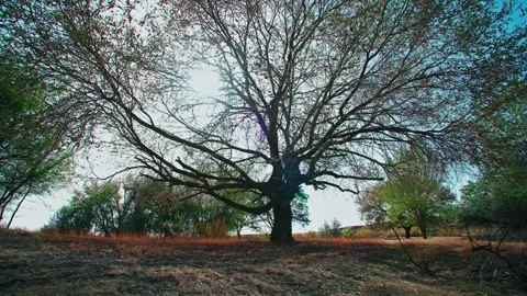 A big tree sprouts in the spring 動画素材 257185549
