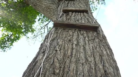 Big tree with stairs Stock Footage 79605652