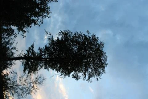 Big tree standing in a forest Stock Photos