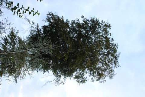 Big tree standing in a forest Foto stock