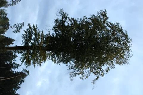 Big tree standing in a forest Stock Photos