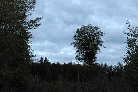Big tree standing in a forest Stock Photos