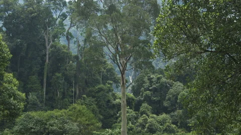 Big Tree Standing in the Jungle, Leuser National Park, Indonesia Stock Footage 141604744