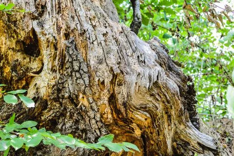 Big tree stump with brown texture. Stock Photos