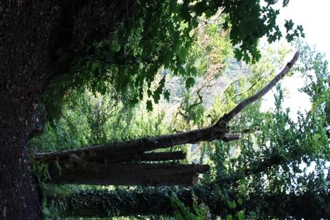 Big tree stump in the forest Stock Photos