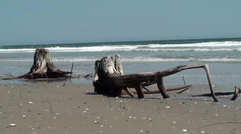 Big Tree Stumps On The Beach With Time Lapse Waves Stock Footage 23131956
