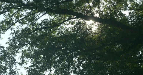 Big Tree with the sun shining through the leaves Stock Footage 42106718