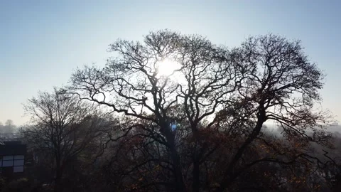 Big Tree with sunlight breaking through Stock Footage 229809030