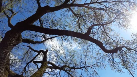 Big tree on a sunny day with clouds 스톡 동영상 73347358