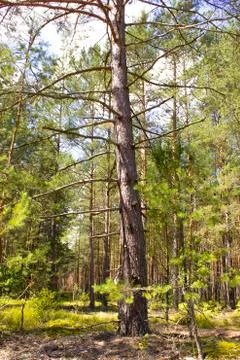 A big tree in a sunny forest. Pine with long branches. Summer, forest. Stock Photos