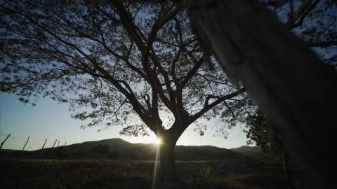 Big tree at sunset Stock Photos