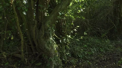 Big tree surrounded by vegetation and insects in the forest 스톡 동영상 188462751