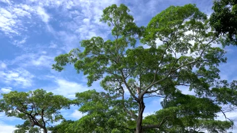 BIG TREE SWINGING IN THE WIND Stock-Footage 229897250