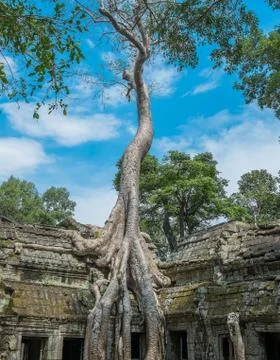 Big tree at Ta Prohm Temple Stock Photos