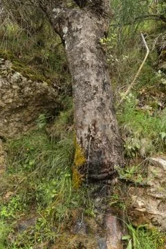 Big tree with a tap on it Stock Photos